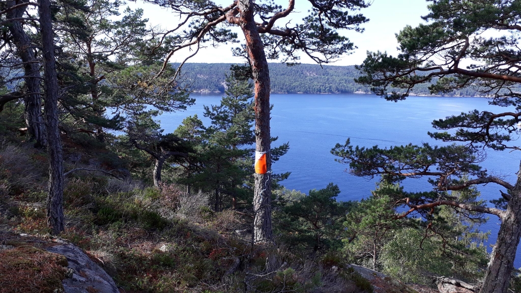 Tur-O med fantastisk oppslutning i år Tur-O med fantastisk oppslutning i år
